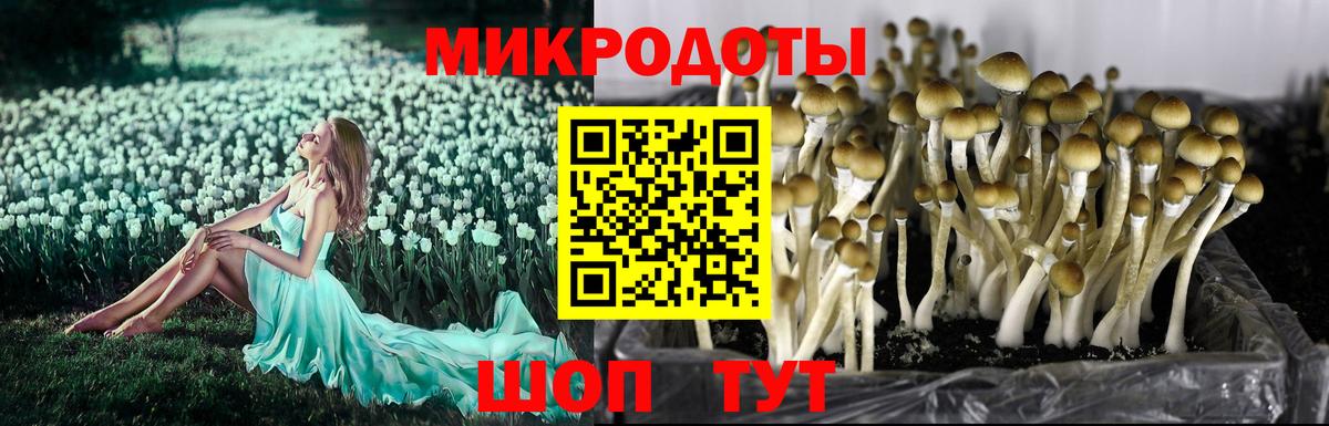 Обь  Псилоцибиновые грибы Cubensis  Псилоцибиновые грибы Psilocybe  Вход с VPN 